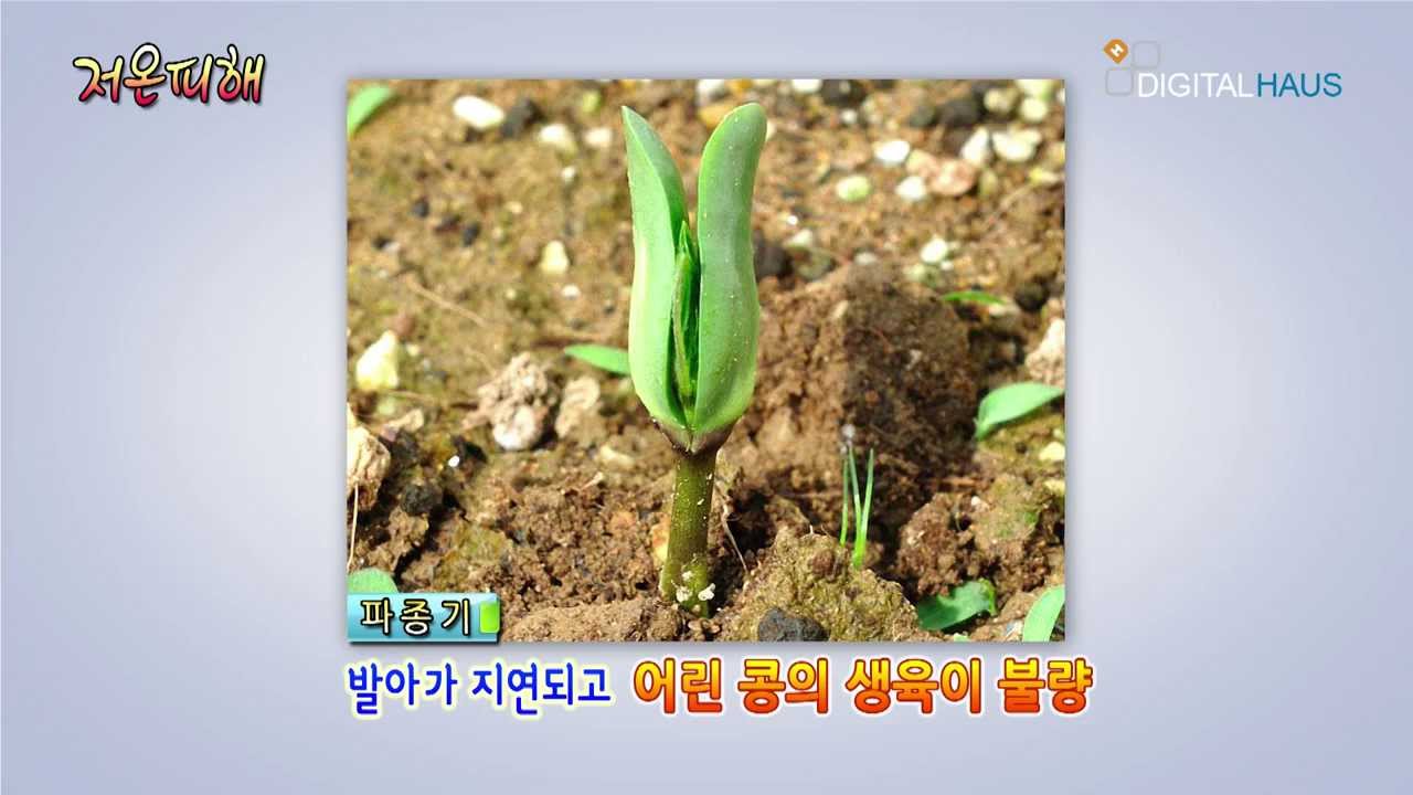 콩 생리장해-3.저온피해