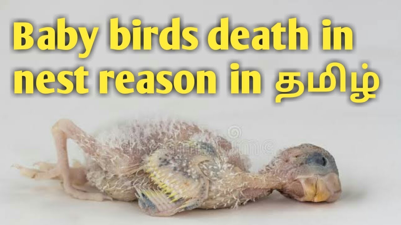 Baby birds death in nest reason in tamil