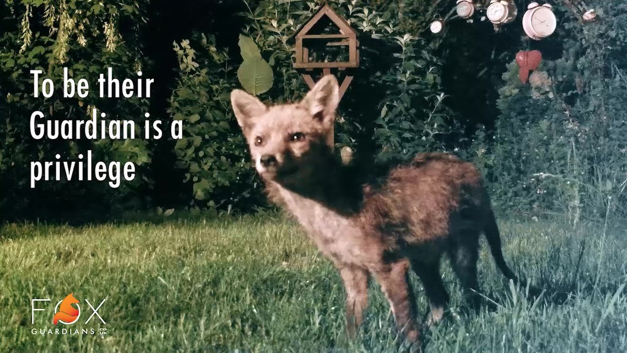 My Garden Is A Sanctuary For Wild Foxes