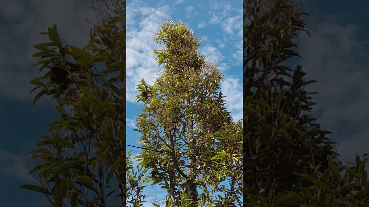 POHON DURIAN OCHEE DALAM MASA PEMULIHAN ..USIA TANAM 4 TAHUNAN..??