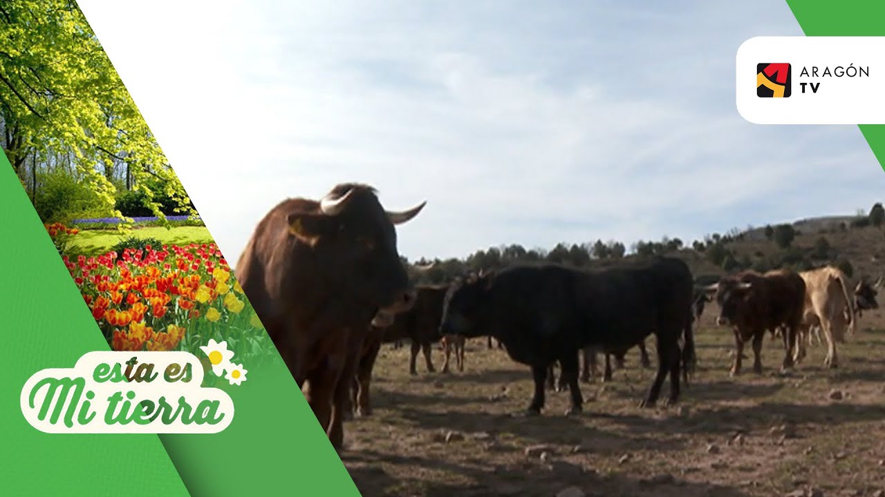 Vacas serranas de Teruel