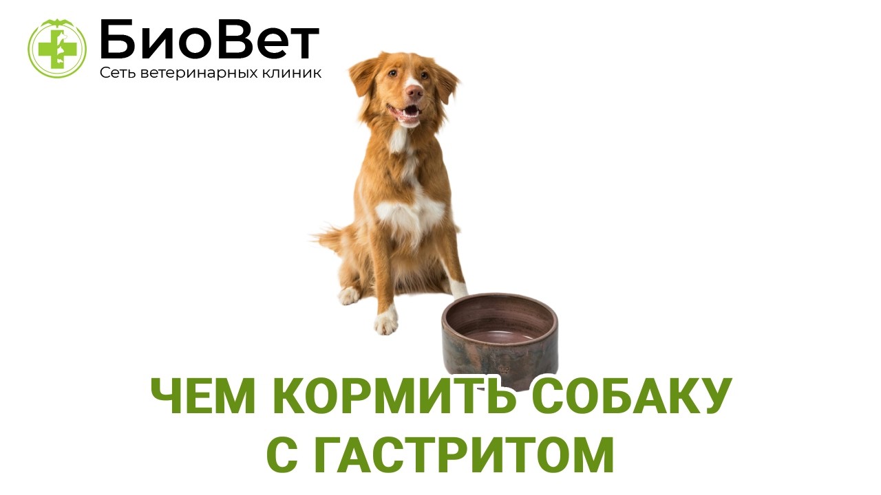 Чем кормить собаку с гастритом