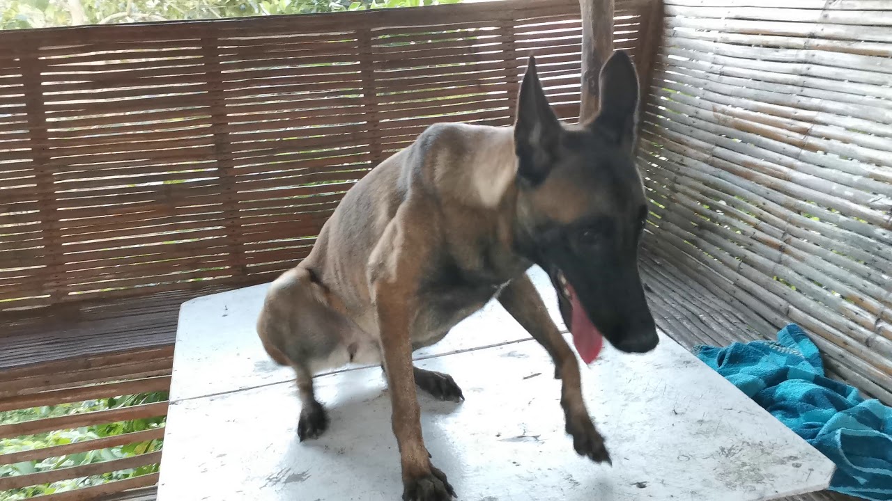 Belgian Malinois | 10 Minute Cardio Workout | Danny | Dog Trainer Cebu