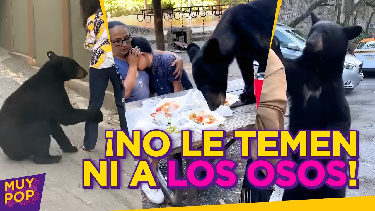 Osos invaden fiestas y hogares: as&iacute; reaccionan las mexicanas