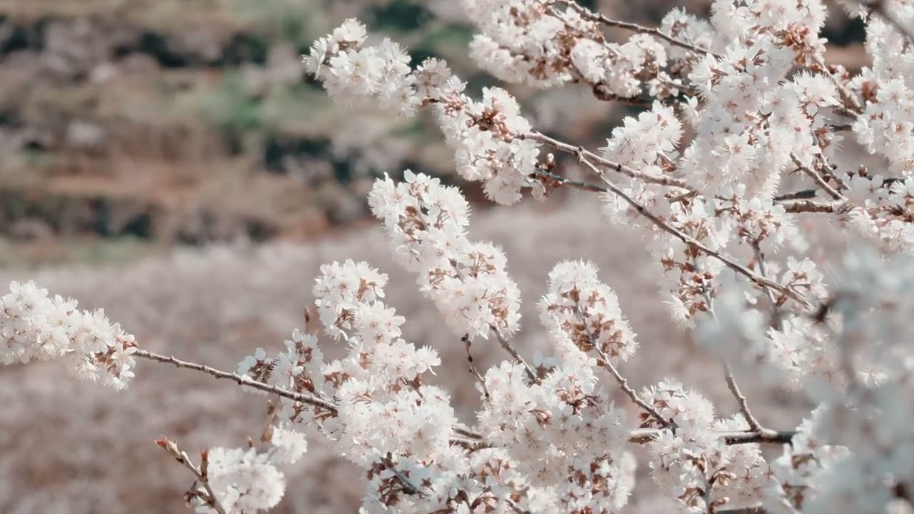 【Morning Bliss in Colorful Yunnan — Wuding · Chuxiong】