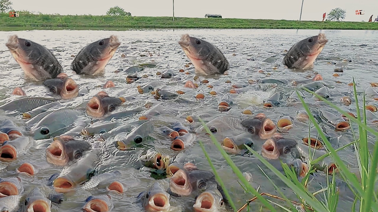 Terbongkar!! Teknik Budidaya Ikan Nila Paling Menguntungkan: Profitable Monosex Tilapia Farming