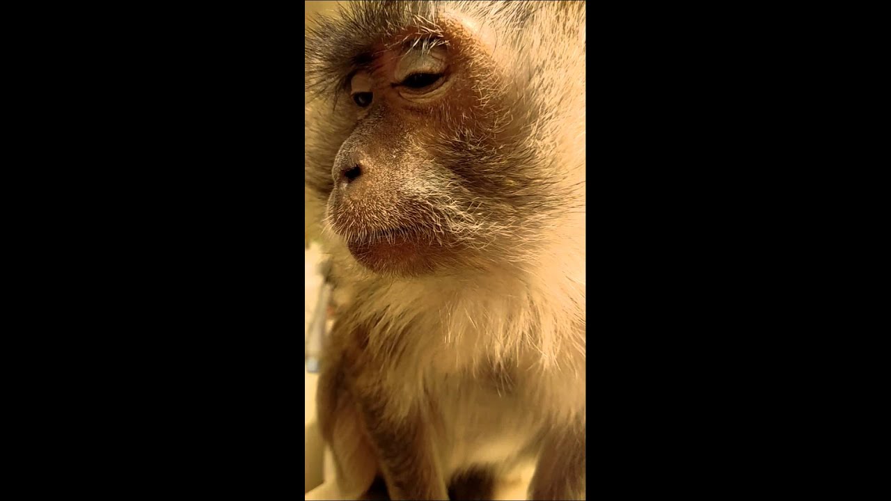 Monkey putting on makeup