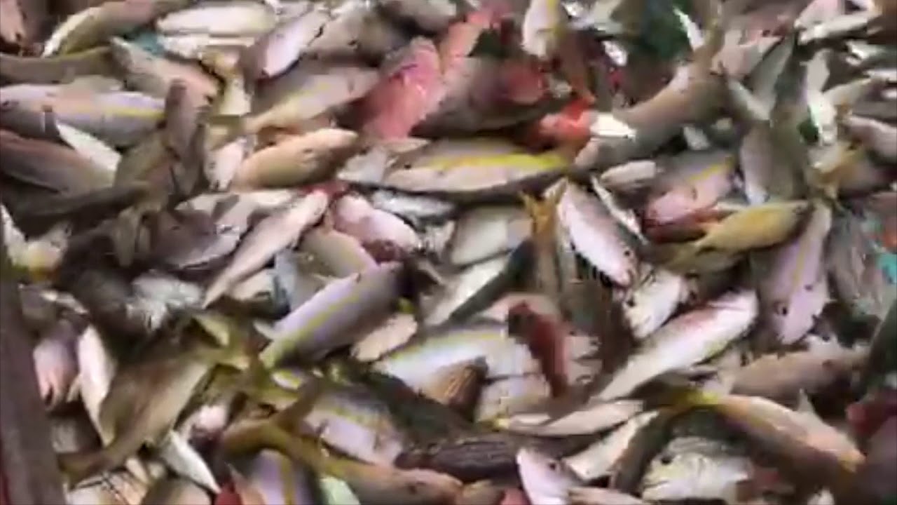P&ecirc;che miraculeuse (Martinique)