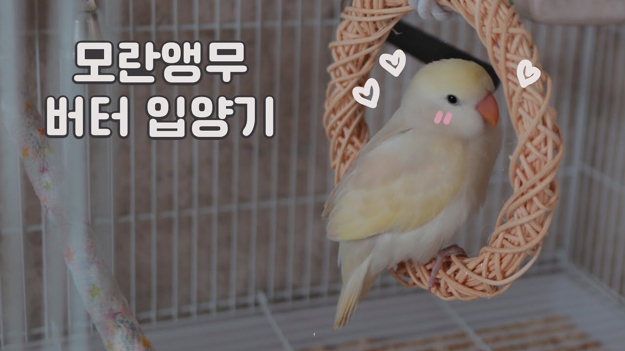 모란앵무 입양기, 버터가 집에 온 첫 날!