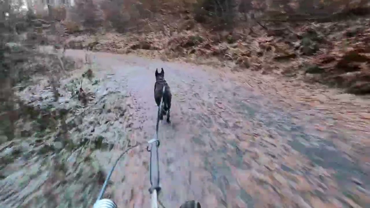 Heute war es wieder A.....Kalt! 2 Hunde auf der Strecke da mussten wir bisschen ausweichen. 