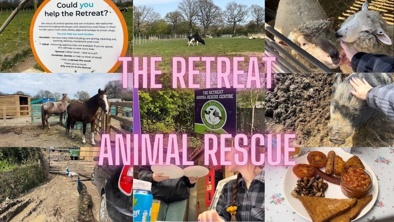 Farm Day | The Retreat Animal Rescue Sanctuary | Vegan Cafe | Animal Rescue Centre