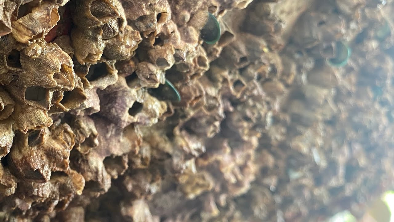 Barnacle Removal ASMR - Deep Boat Cleaning Satisfaction (106)