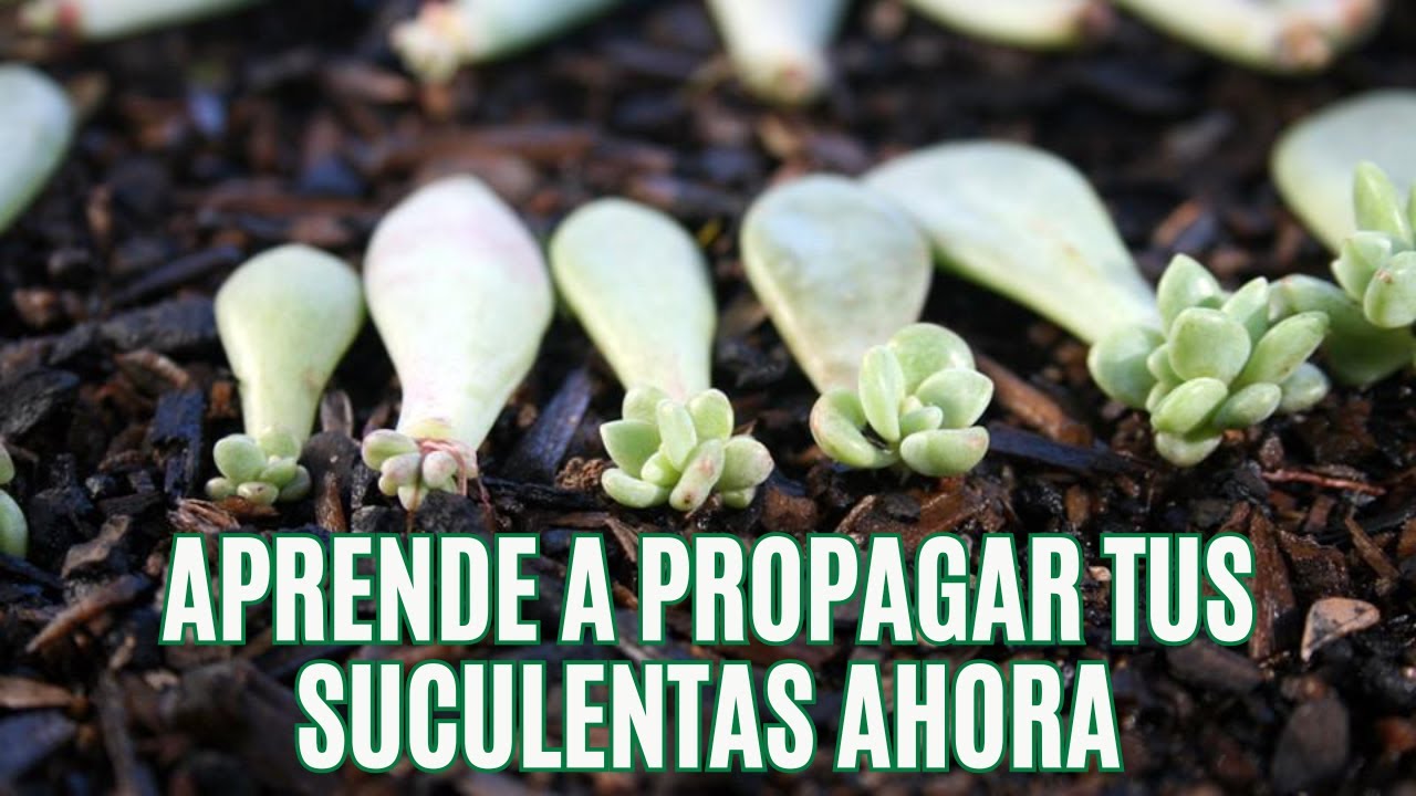 Cómo Propagar tus Suculentas Fácil y Rápido – Propagación por Hoja Paso a Paso