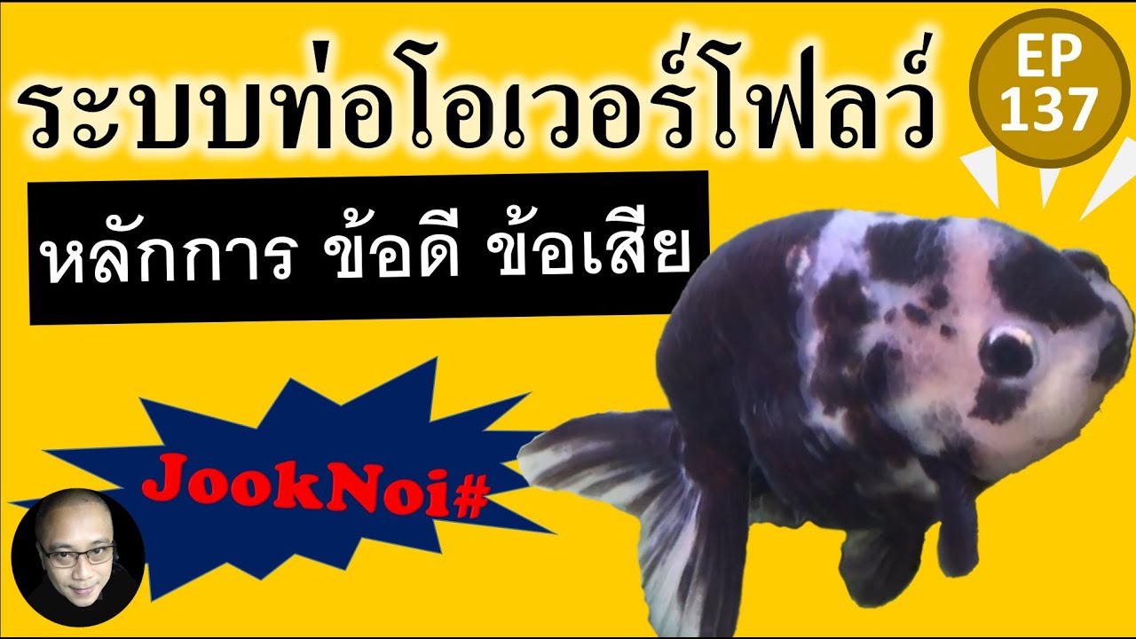ระบบท่อโอเวอร์โฟลว์ตู้ปลา หลักการ ข้อดี ข้อเสีย วิธีทำแบบง่ายๆ EP137