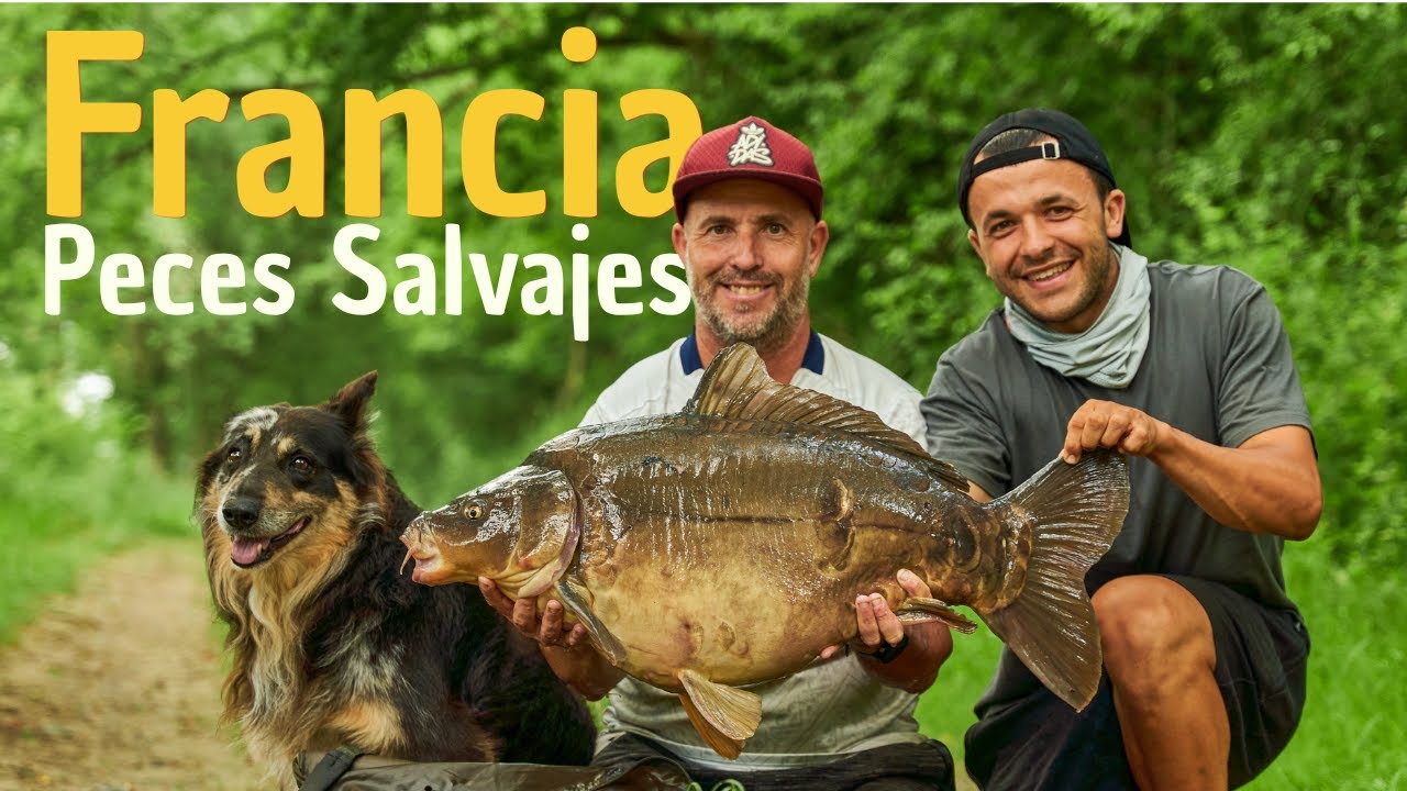 LAS PRIMERAS PICADAS EN EL NUEVO PUESTO DE PESCA | CARPFISHING EN FRANCIA VLOG
