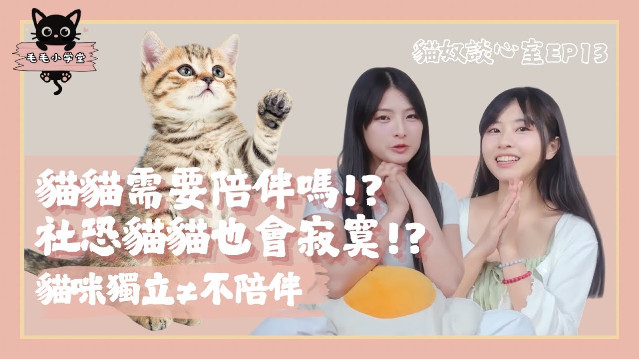 貓貓需要陪伴嗎!?貓咪是獨立的生物不用陪!?｜貓奴談心室EP13