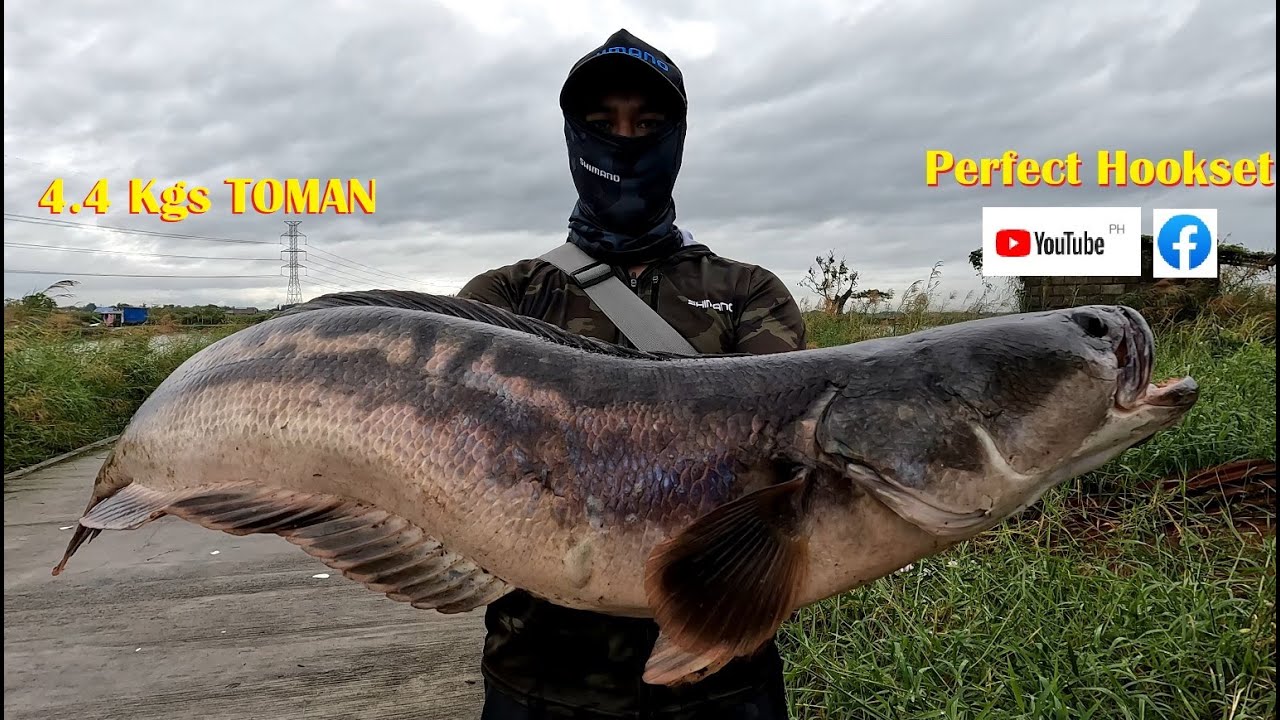 TOMAN Fishing Philippines, Giant Snakehead Fishing