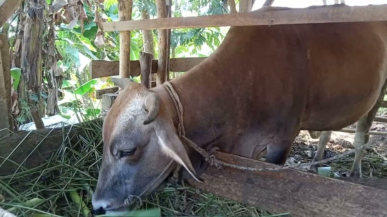 sapi buk lus baru melahirkan