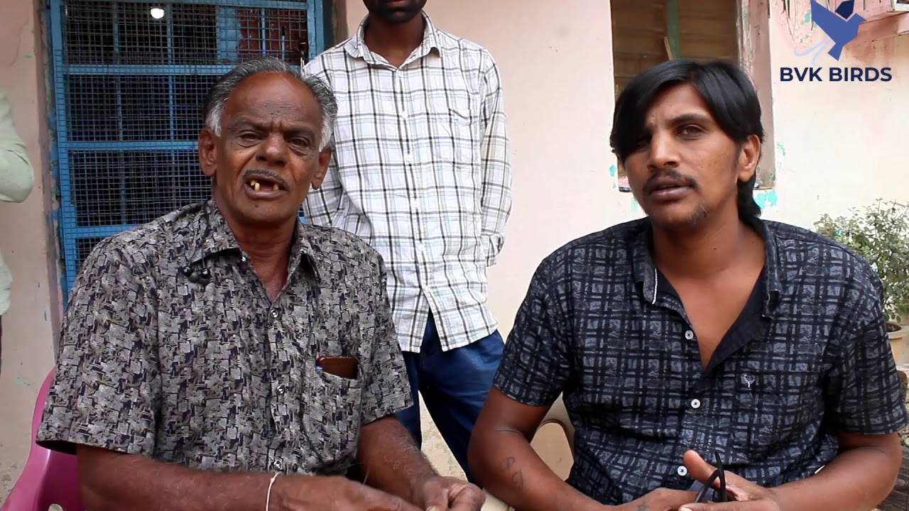 How To Reduce/Increase  Baji/Tumbling In High-flying Tumbler Pigeons By Venugopal And Ranjith