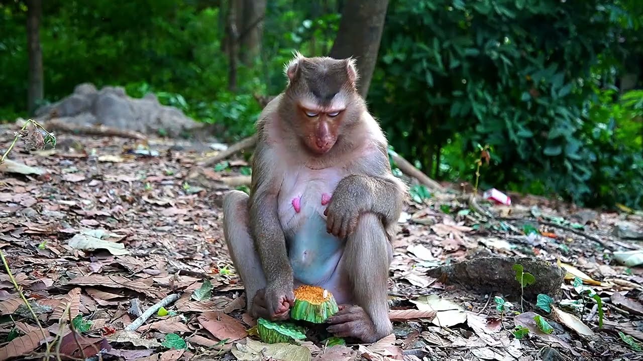 Monkey Julie Updated Today 1 1 2026