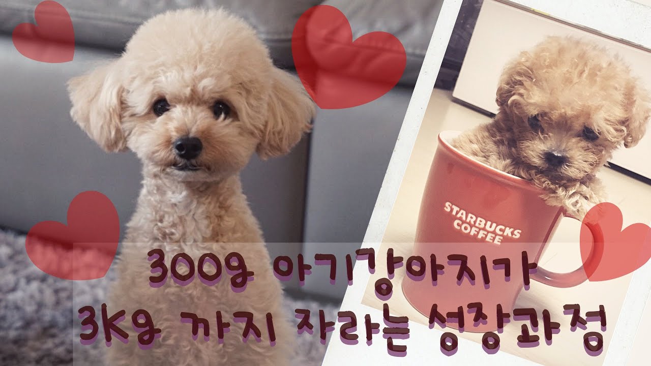아기강아지 토이푸들 성장과정🐶(Watch the puppy grow)개춘기/중성화/강아지훈련/안짖는강아지💕