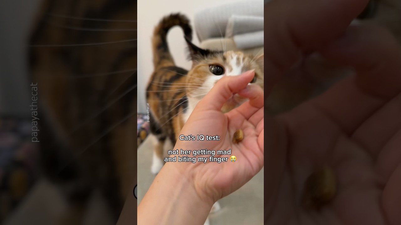 is my calico cat missing a brain cell? 🧠👀 #cat #iqtest