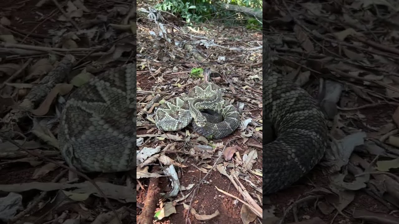 Serpiente de Cascabel agresiva