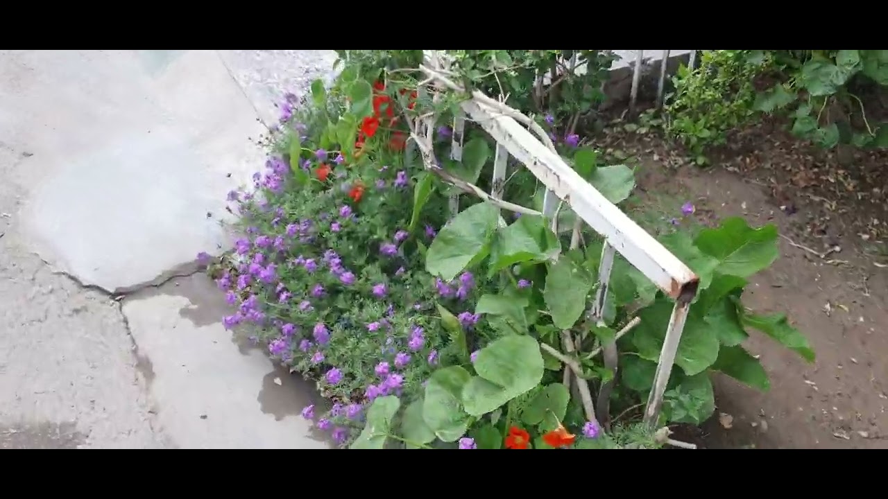 شجرة البوهينيا او خف الجمل 🌾🥀جنتي حديقتي🥀🌾