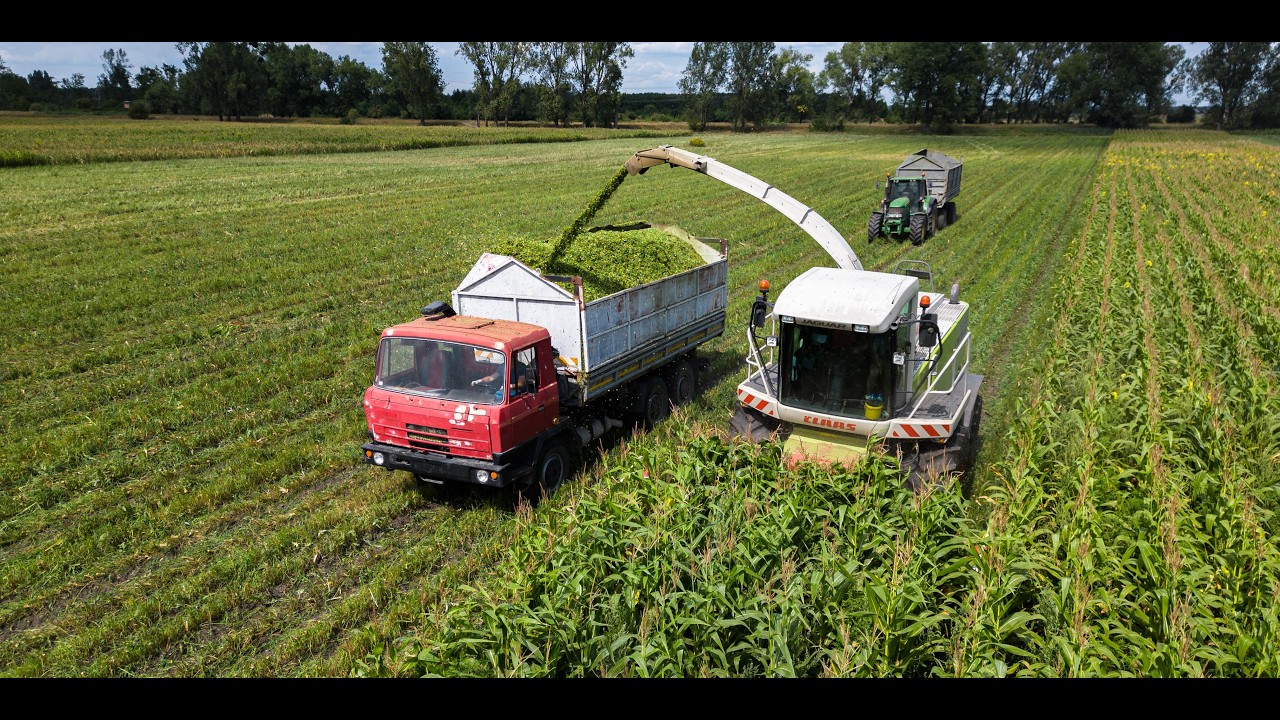 Rekordne skoré Siláže Kulurice!🌽 I CLAAS Jaguar 850, Tatra 815, 2x Zts16245, Zetor 7745, 5x JCB