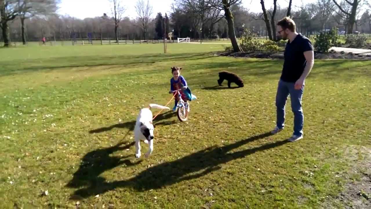 My niece tried dog sledding in the park.