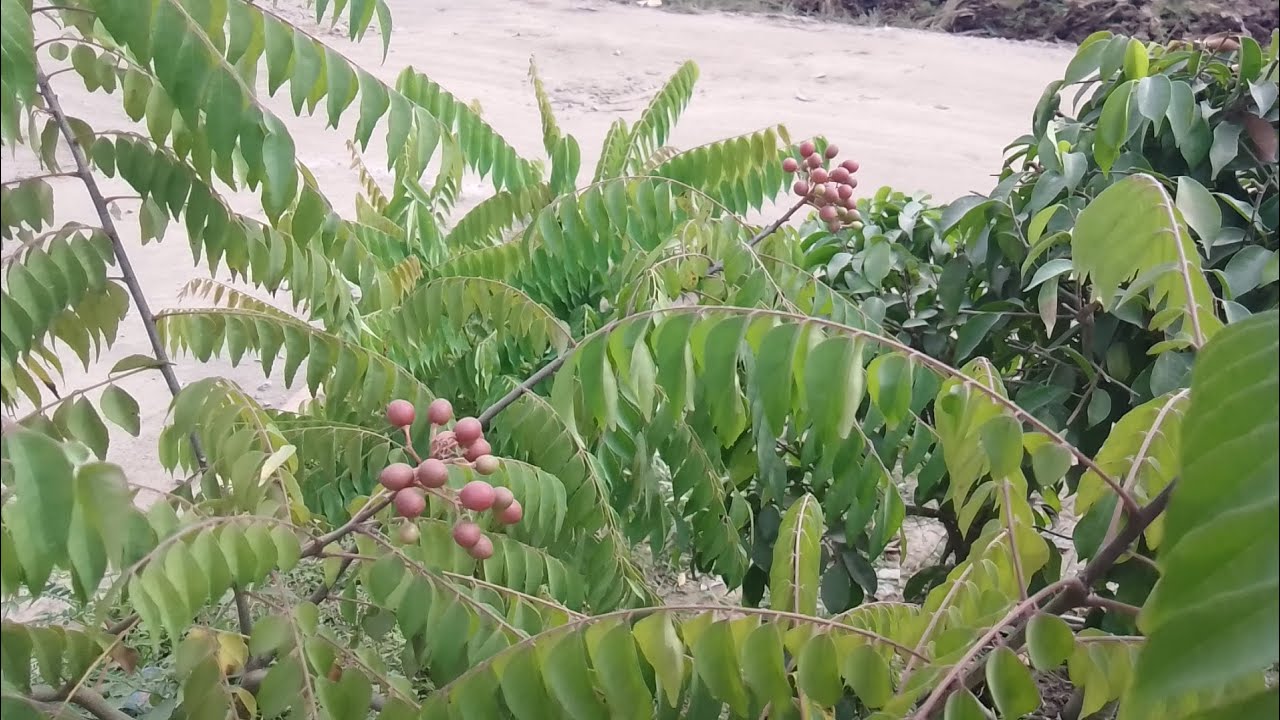 Pohon kari berbuah 