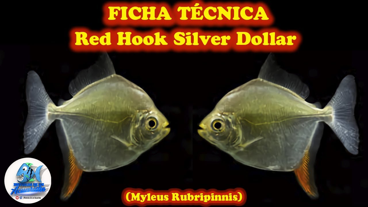 FICHA TÉCNICA PEZ GANCHO ROJO (Myleus Rubripinnis o Myloplus rubripinnis)