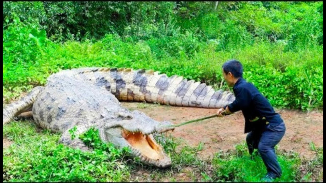 Dwarf family life: Meeting a crocodile while harvesting jackfruit | renovate the vegetable garden