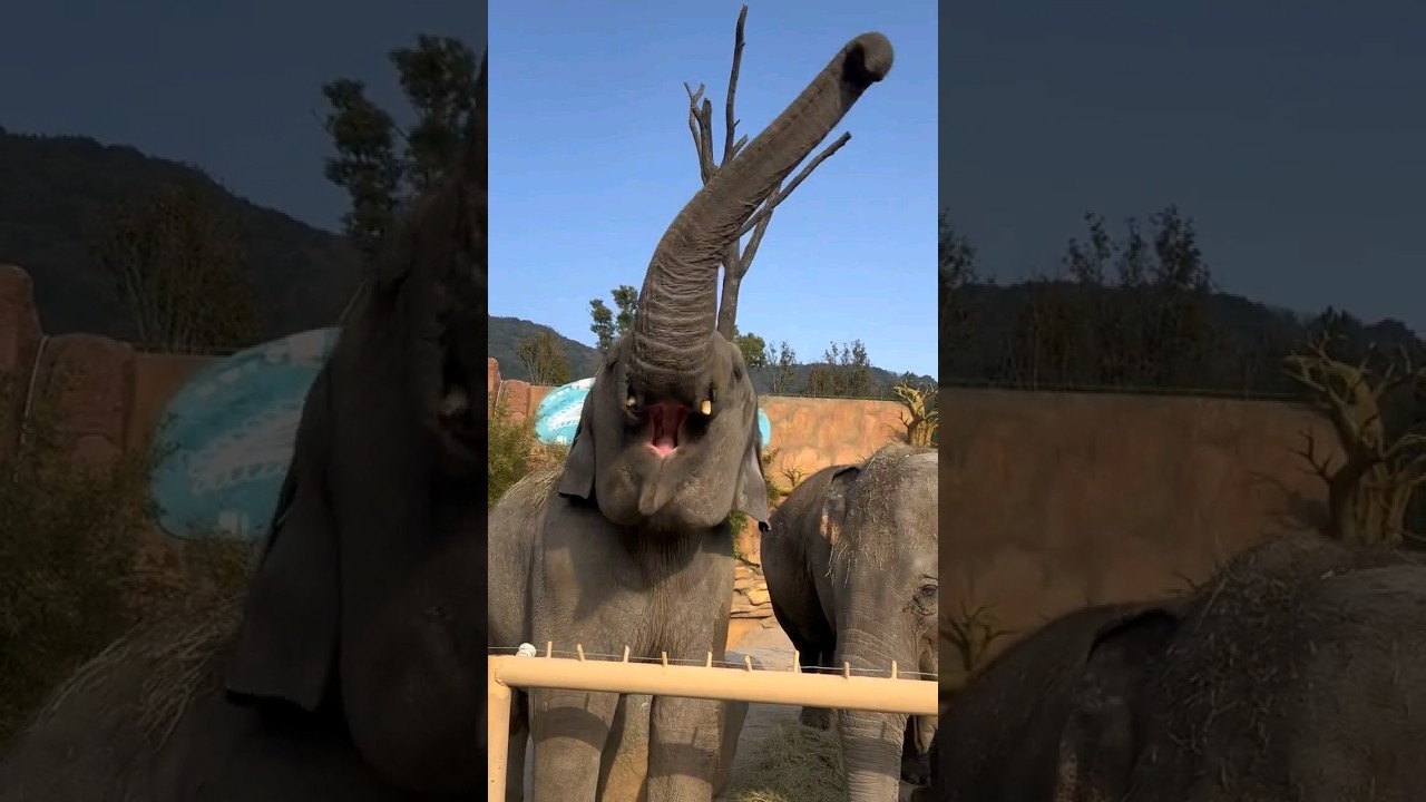 Elephant swinging its trunk. #shortsfeed #viralshorts #elephant #elephants #trunks #zoo #zooanimals