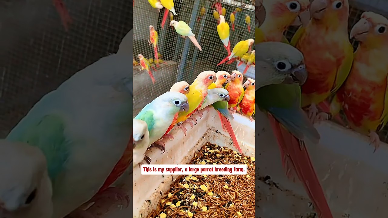This is my supplier, a large parrot farm. #parrots #birds #pets