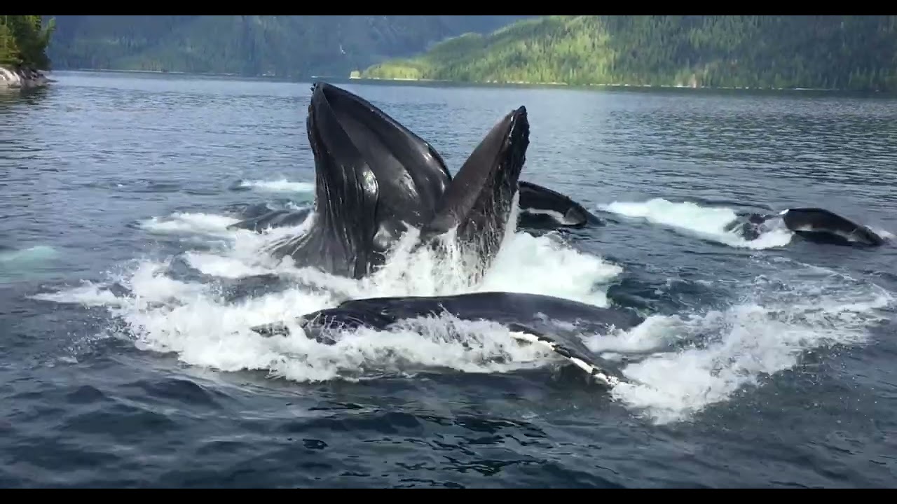 Great Bear Rainforest Safari