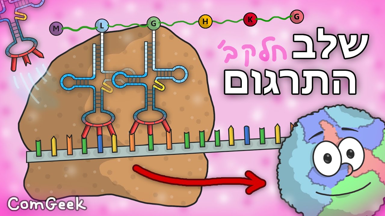 תהליך התרגום מרנ