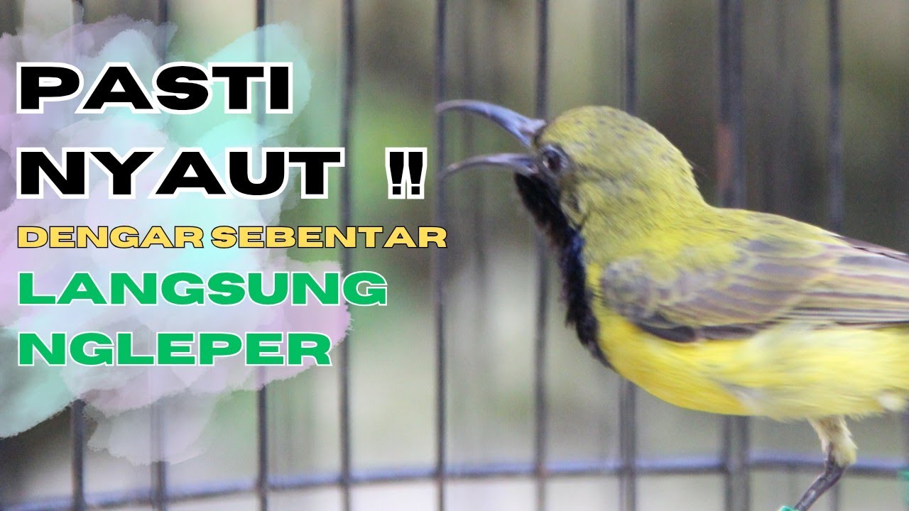 AHLI JEBOL EMOSI ‼️ SOGON GACOR PEMICU GACOR SOGON TROTOL NGLEPER NEMBAK