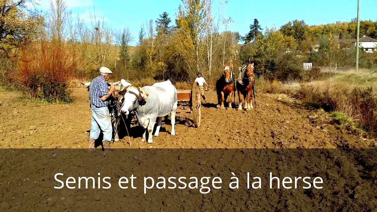 Culture de Blé paysan en traction animale