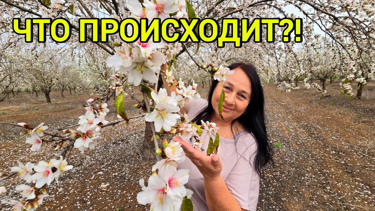 Ну и дела! 🌸 Не ожидала  увидеть такую красоту в феврале. Цветёт миндаль и анемоны 
