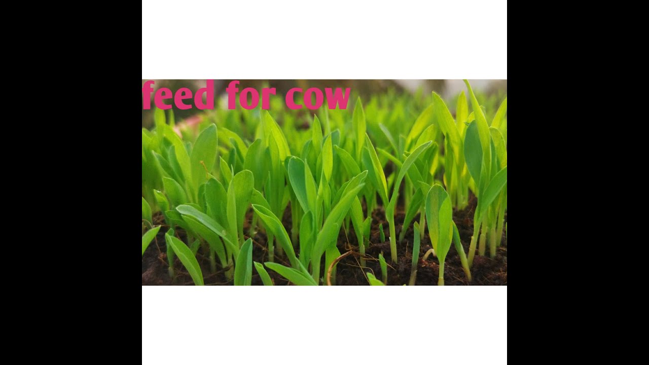 Feed for cow