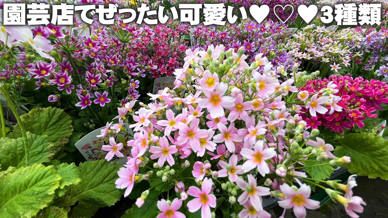 【ぜったい可愛い花苗3選】①ハナカンザシ②スカビオサ③松野さんの変わり種「桜草」【園芸】【ガーデニング】