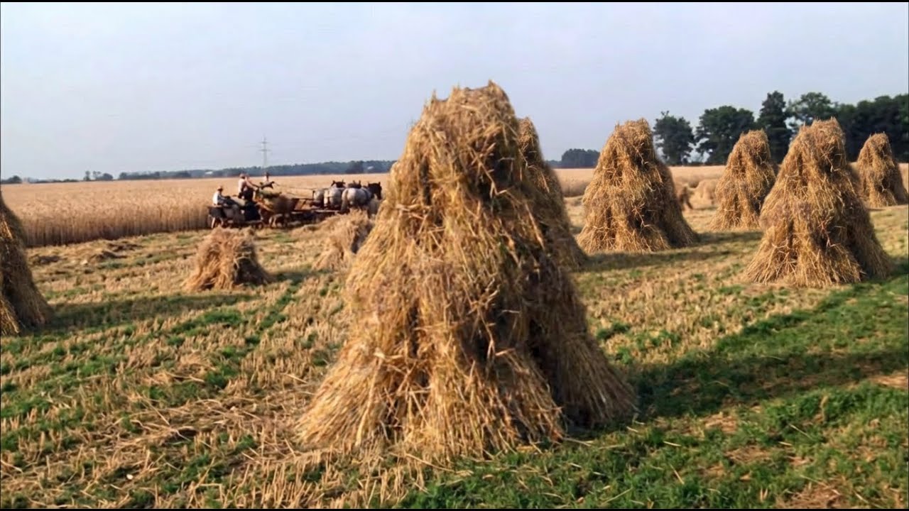 WATCH! Harvesting Rye the Old Way in 1984: Horses, Binders & Tradition