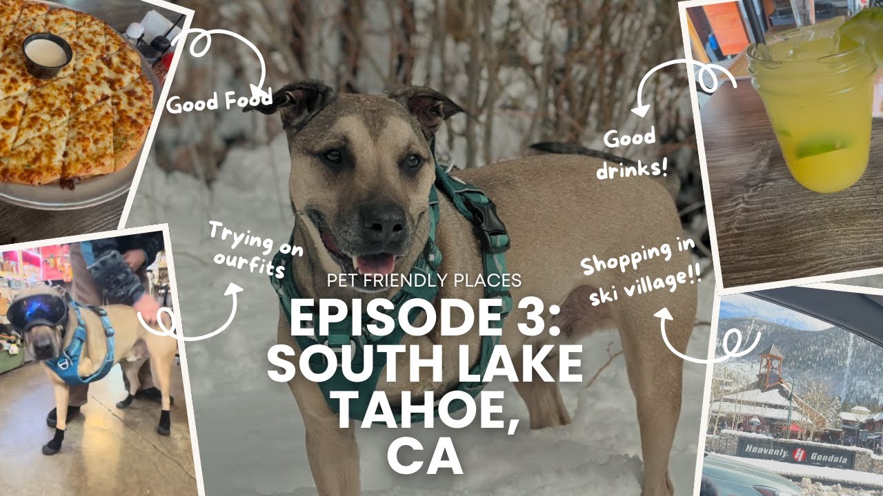 Pet Friendly Adventures Through South Lake Tahoe, CA