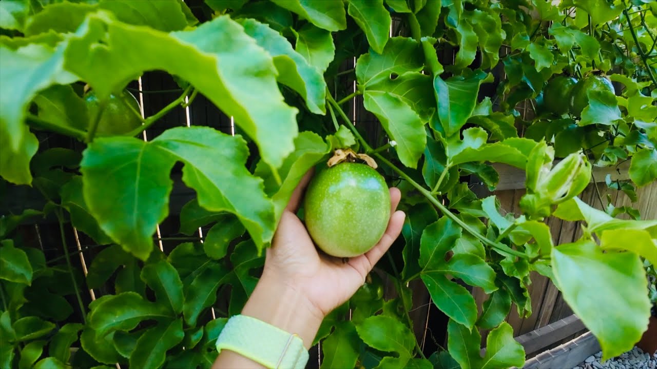 Berkebun buah di lahan sempit Australia | Markisa & buah naga mulai matang, tour kebun summer
