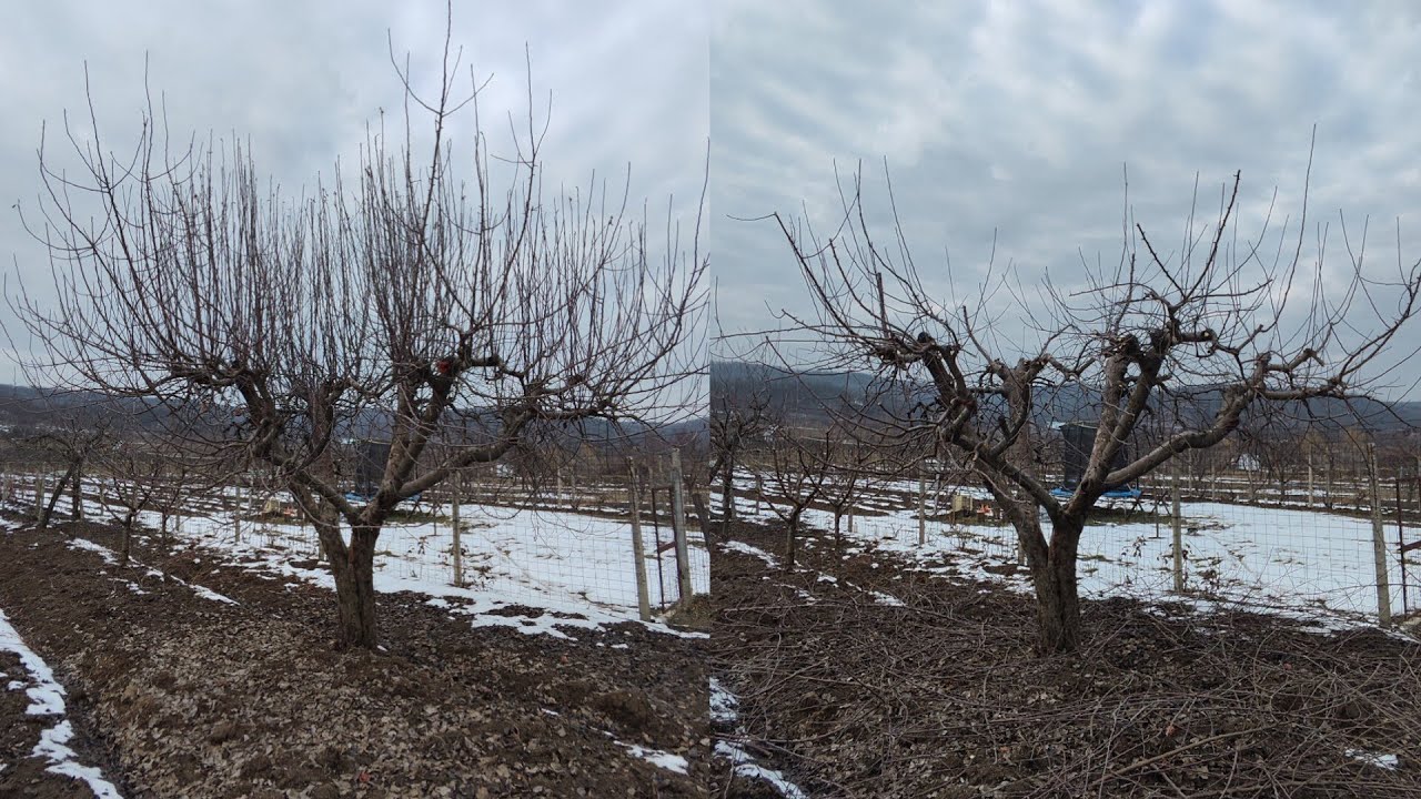 Revin cu tăieri într-o livadă de familie in localitatea Topoloveni Arges ✂️🍏🫐👏🍎✅