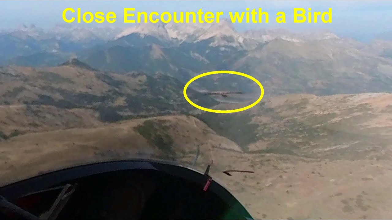 French Alps Gliding: Archaeopteryx close encounter with a vulture