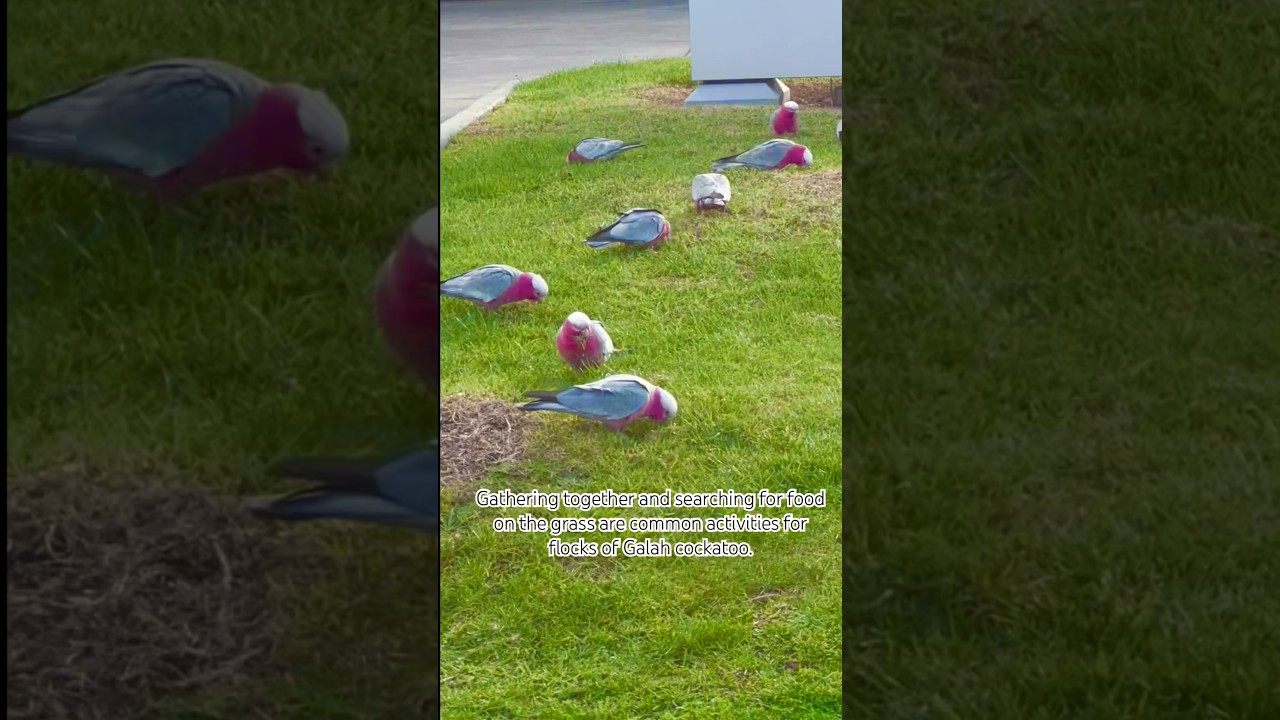 Galah Cockatoo #galah #galahcockatoo #pinkandgraycockatoo #birds