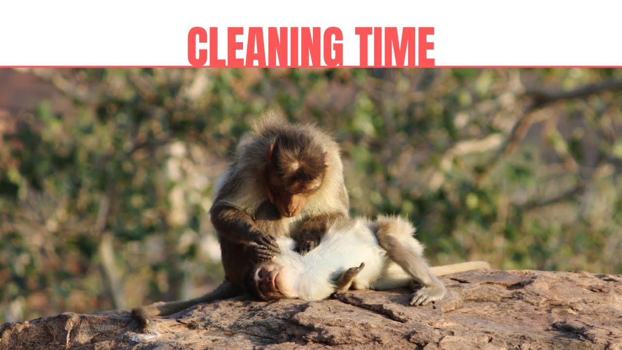 Bonnet Macaque Social Grooming