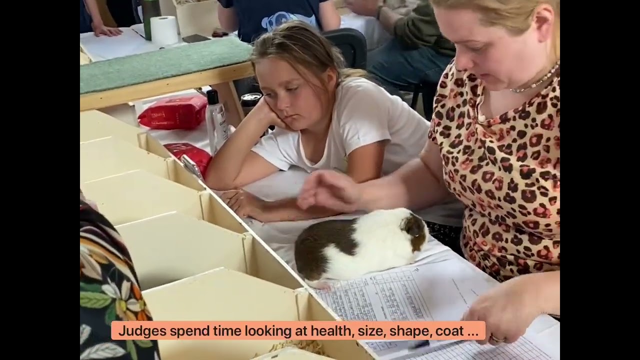 Kent cavy club show June 2022 how a Guineapig show runs works